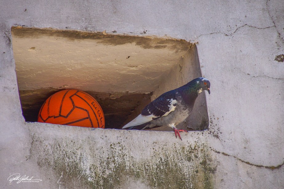 Lens-Artists Photo Challenge #260:&nbsp;overlooked