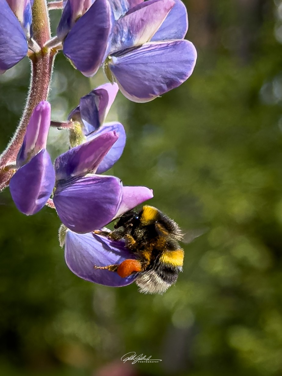 Happy bee , be&nbsp;Happy