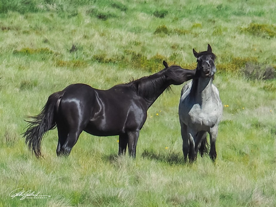 Nature- black in&nbsp;nature