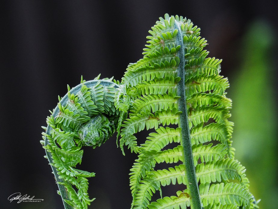 Nature- Fern