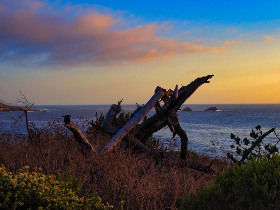 Driftwood by the&nbsp;sea