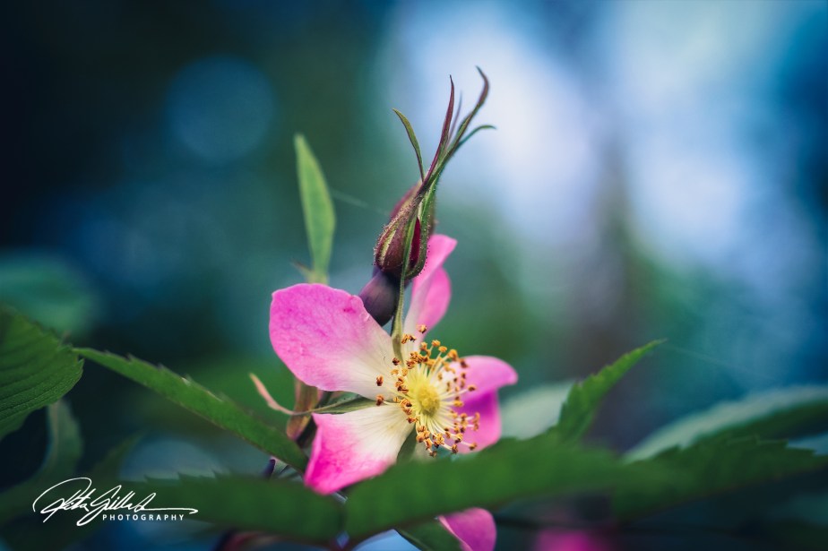 Flower a day – Red-leaf&nbsp;Rose
