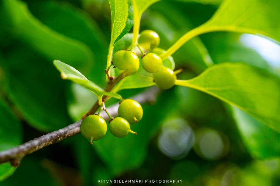 Flower of the day – Oriental&nbsp;bittersweet