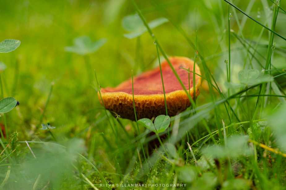 Mushrooms pop up in the&nbsp;rain