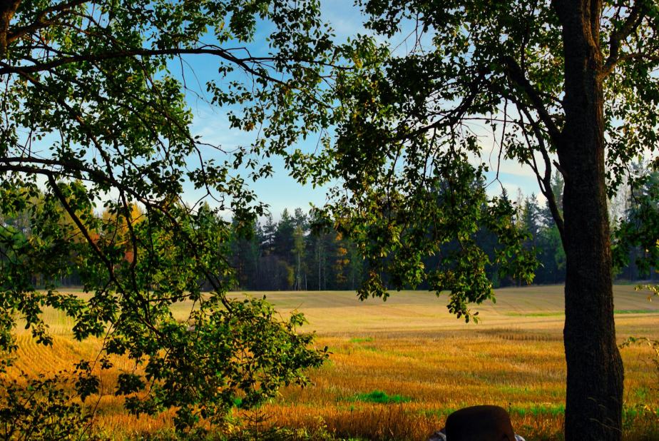 tapestry of golden&nbsp;hues