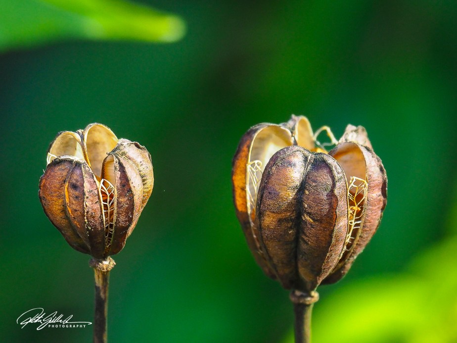 Flower of the day – Martagon&nbsp;Lily