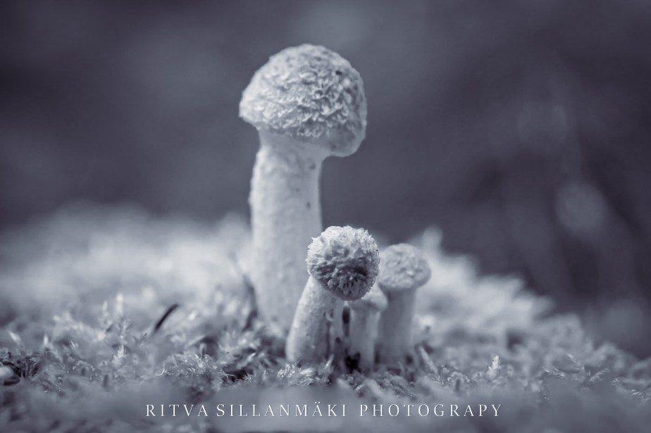 Monochrome  – the&nbsp;honeydew