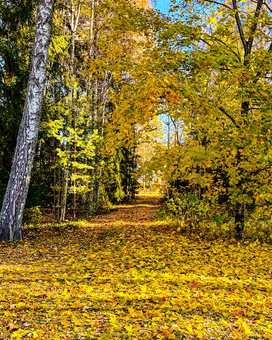 the falling leaves cover the&nbsp;ground