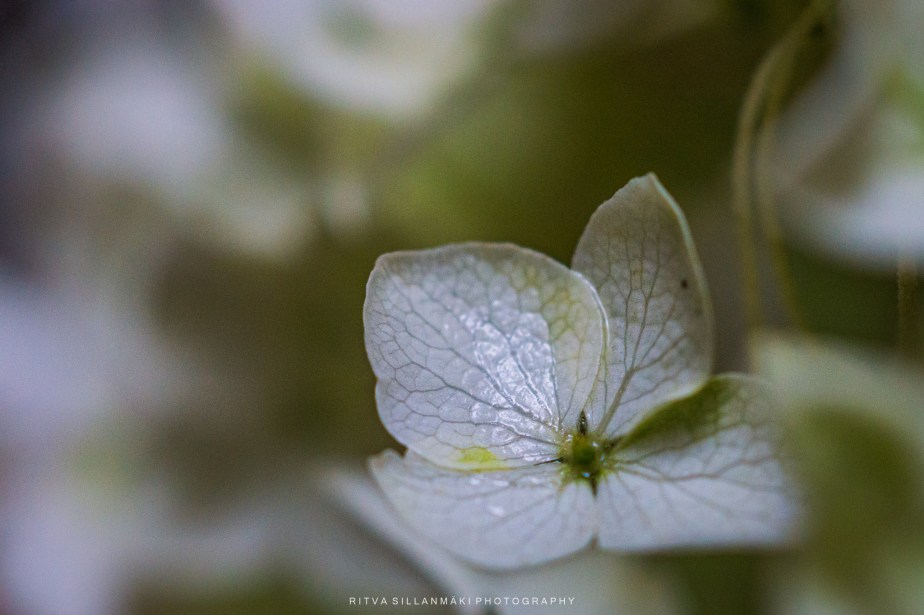 flower of the day –&nbsp;20/10