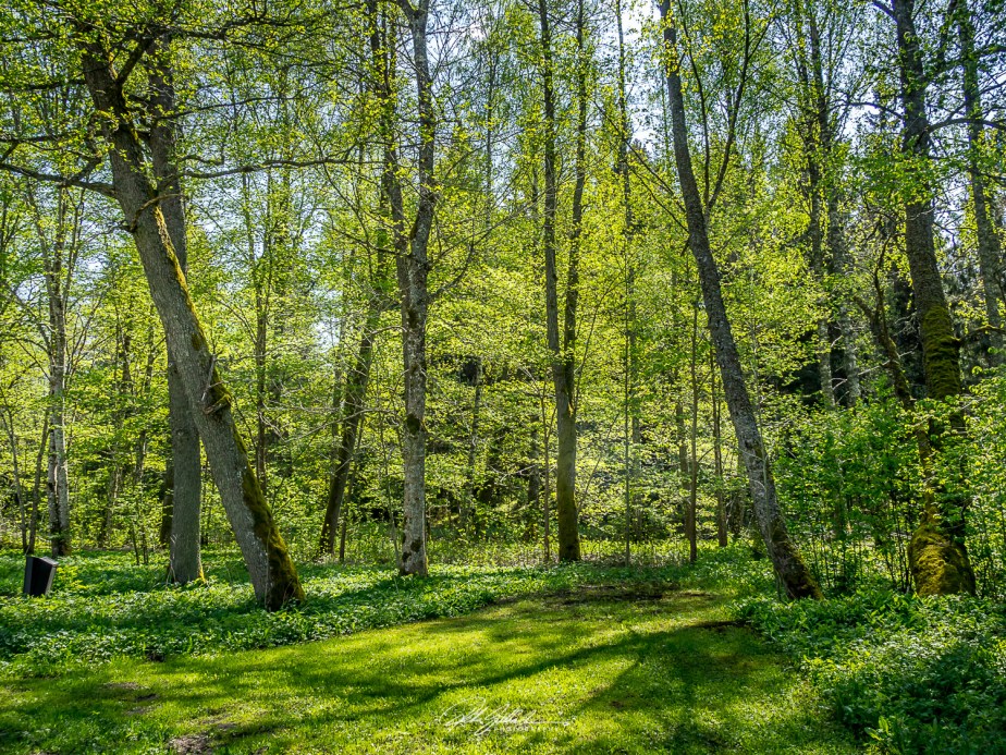 Nature –  spring and&nbsp;woods