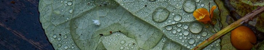 Lens-artists challenge #332 – Shoot From&nbsp;Above