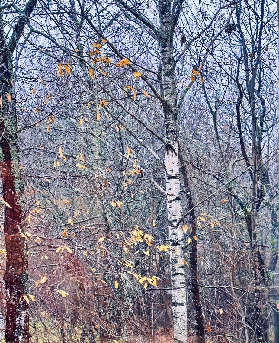 last yellow birch leaves of&nbsp;november