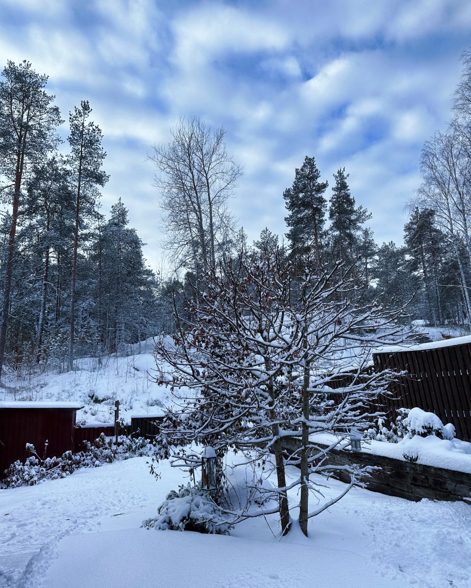 Last Photo for November&nbsp;2023