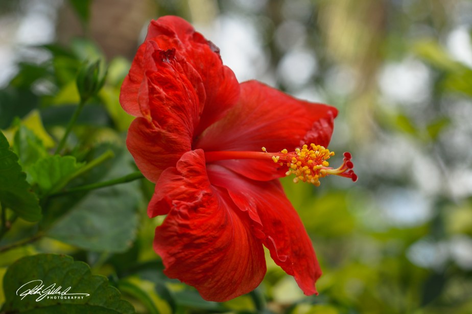 Flower of the Day – China&nbsp;Rose