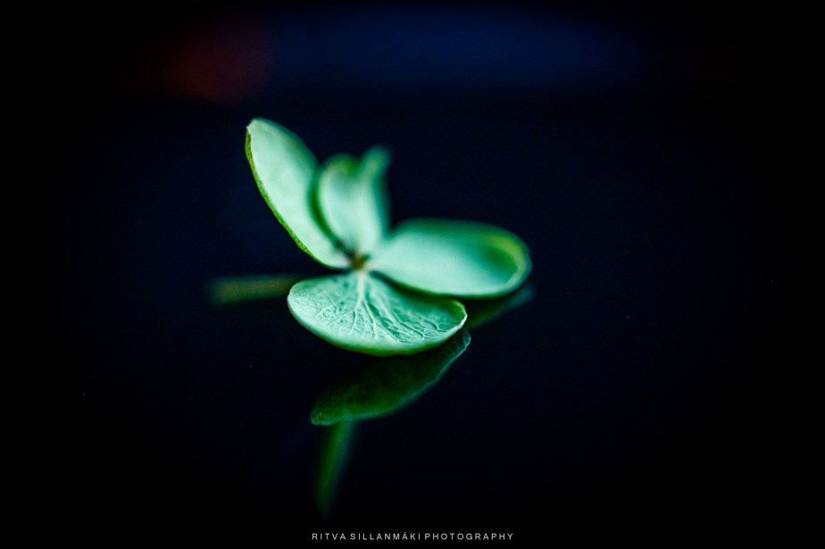 Flower of the&nbsp;Day