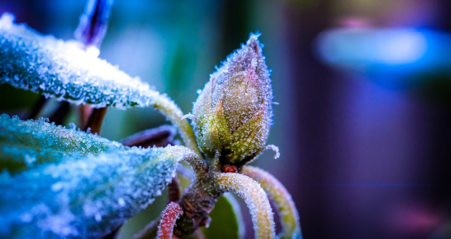 Flower of the day – frosty rhododendron 
