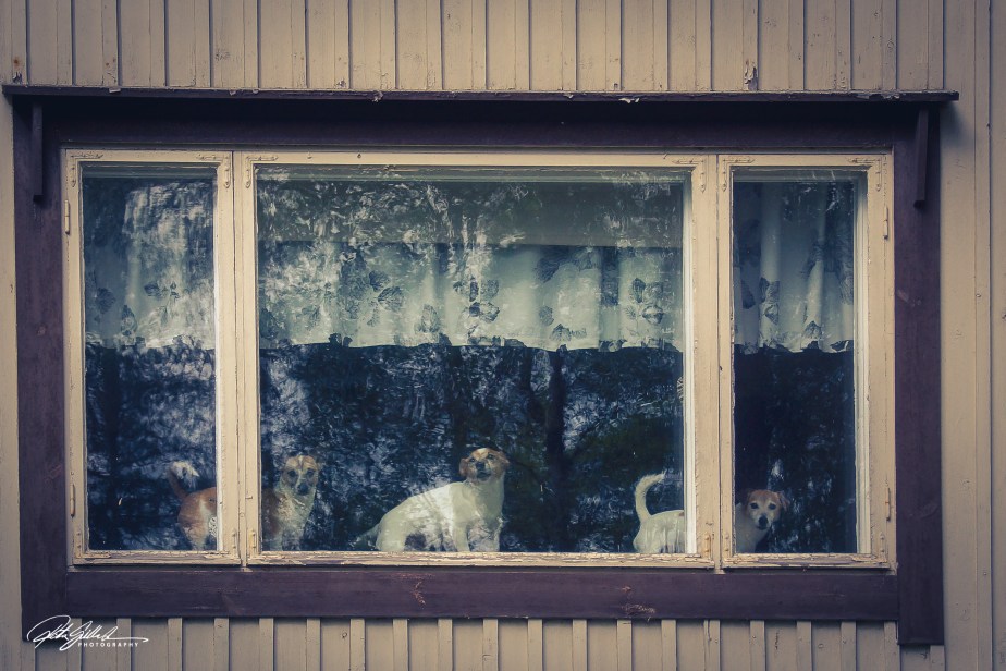 Doggies in the&nbsp;window