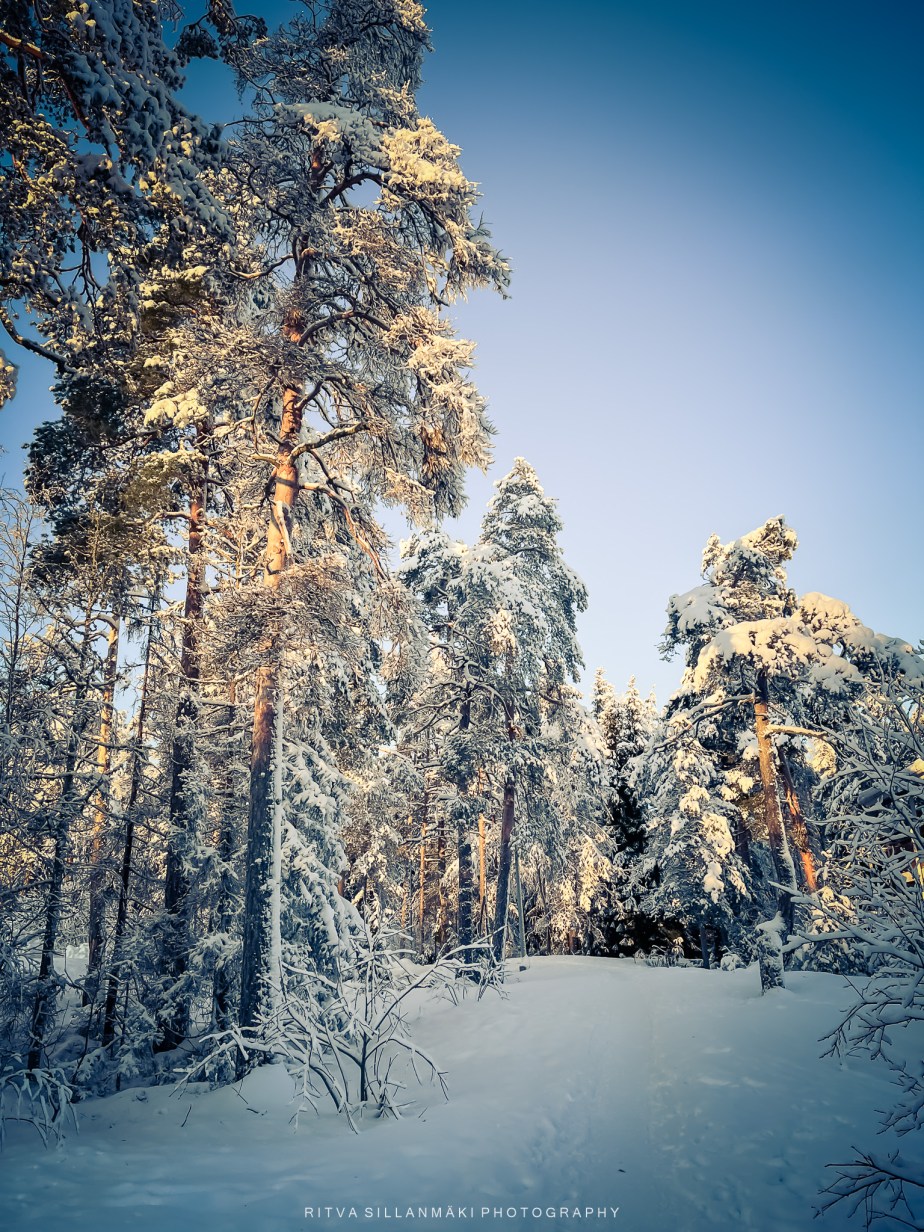 untouched snow sparkles in the&nbsp;light