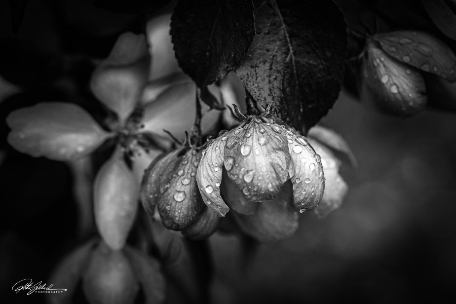 Monochrome  – apple&nbsp;blossoms
