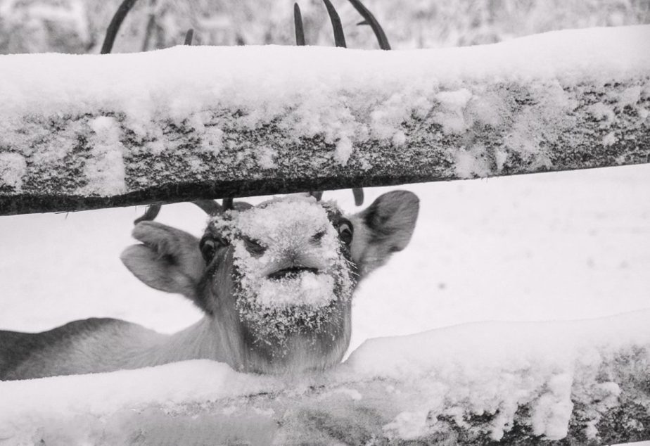 MONOCHROME – reindeer