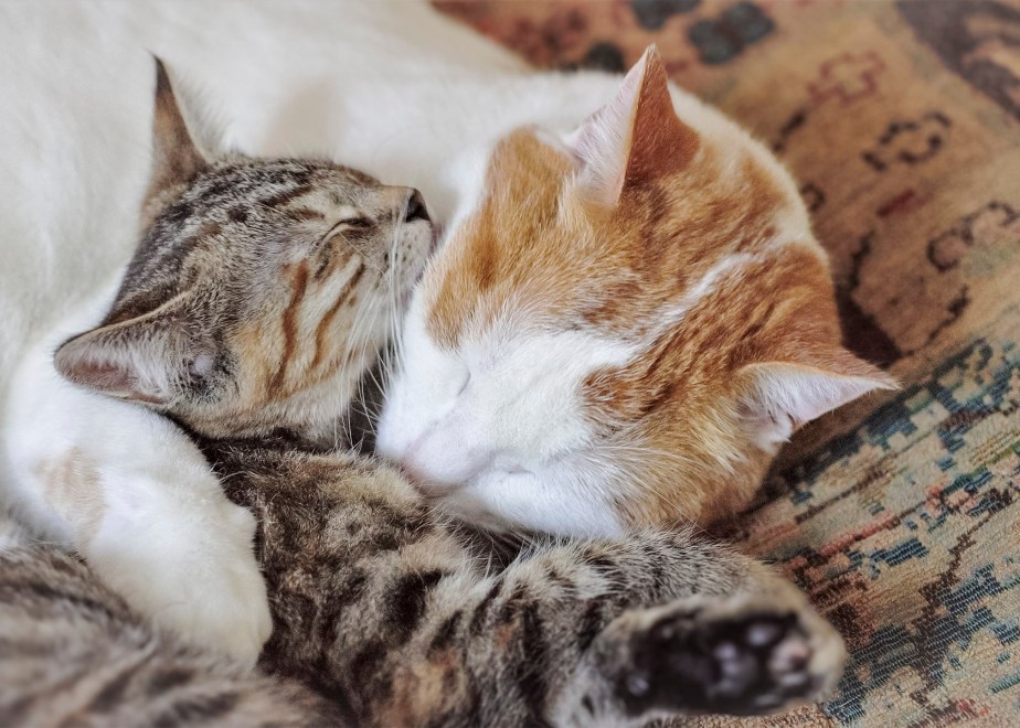 what is sweeter than a&nbsp;hug