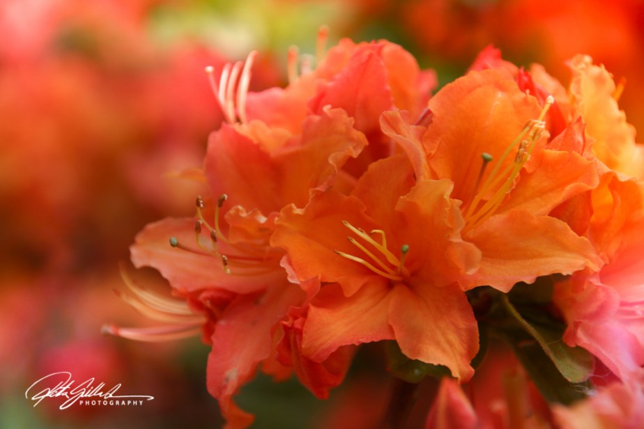 Flower of the day – orange&nbsp;rhododendron