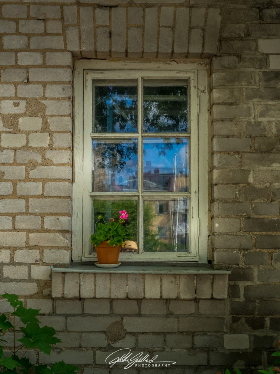 old geranium is on grandma’s&nbsp;windowsill