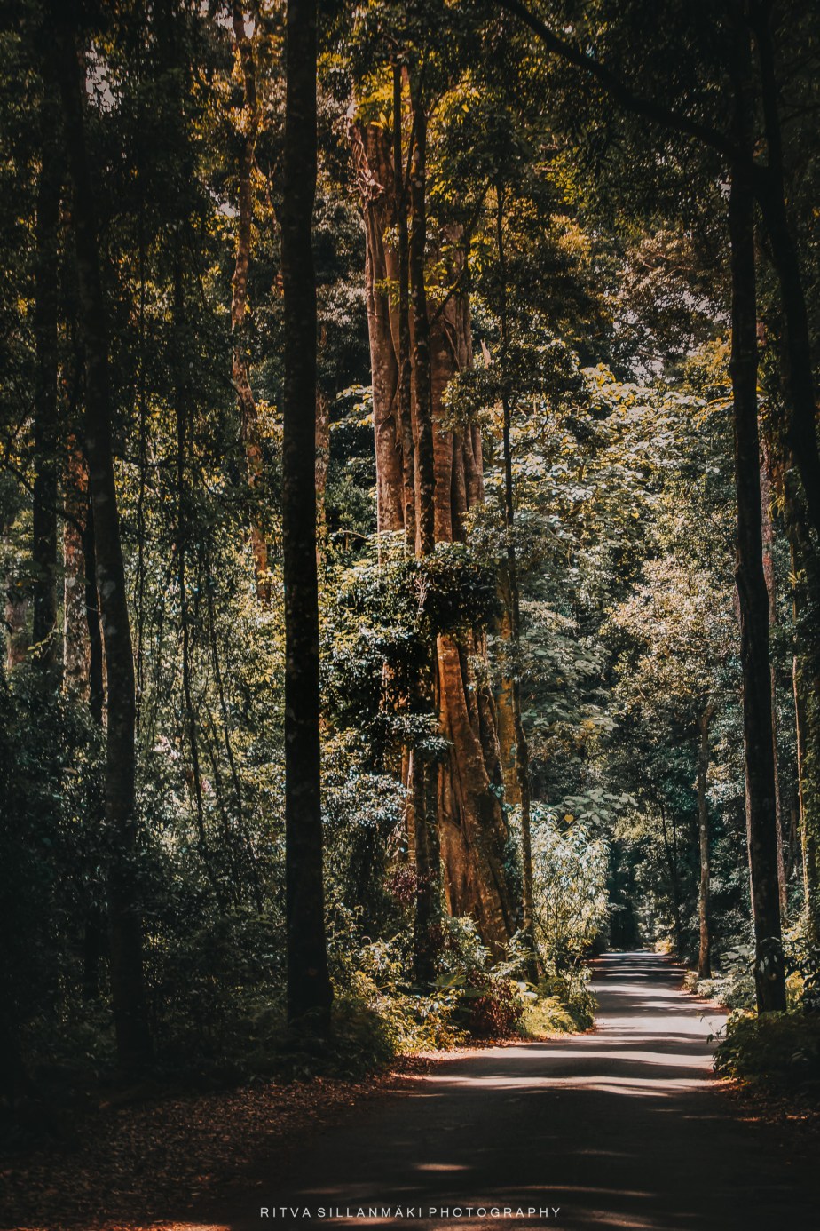 Forest Pathway Tranquility.