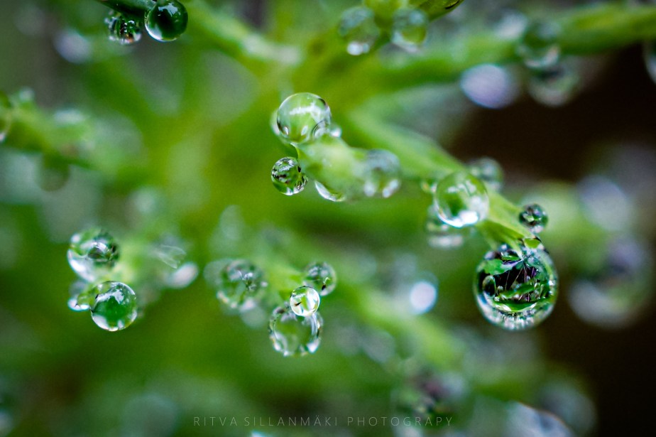 freezing time in dew-kissed&nbsp;splendor