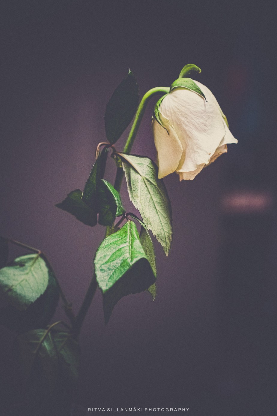 Flower of the&nbsp;day