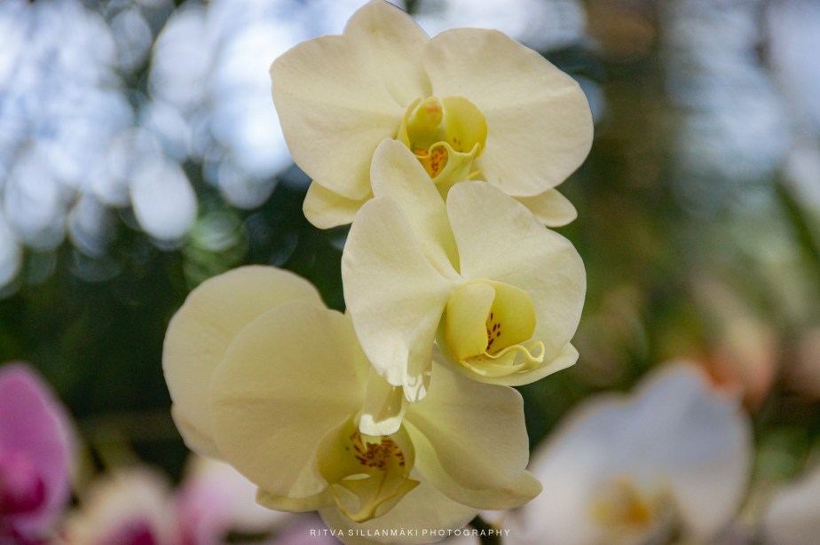 Flower of the&nbsp;day