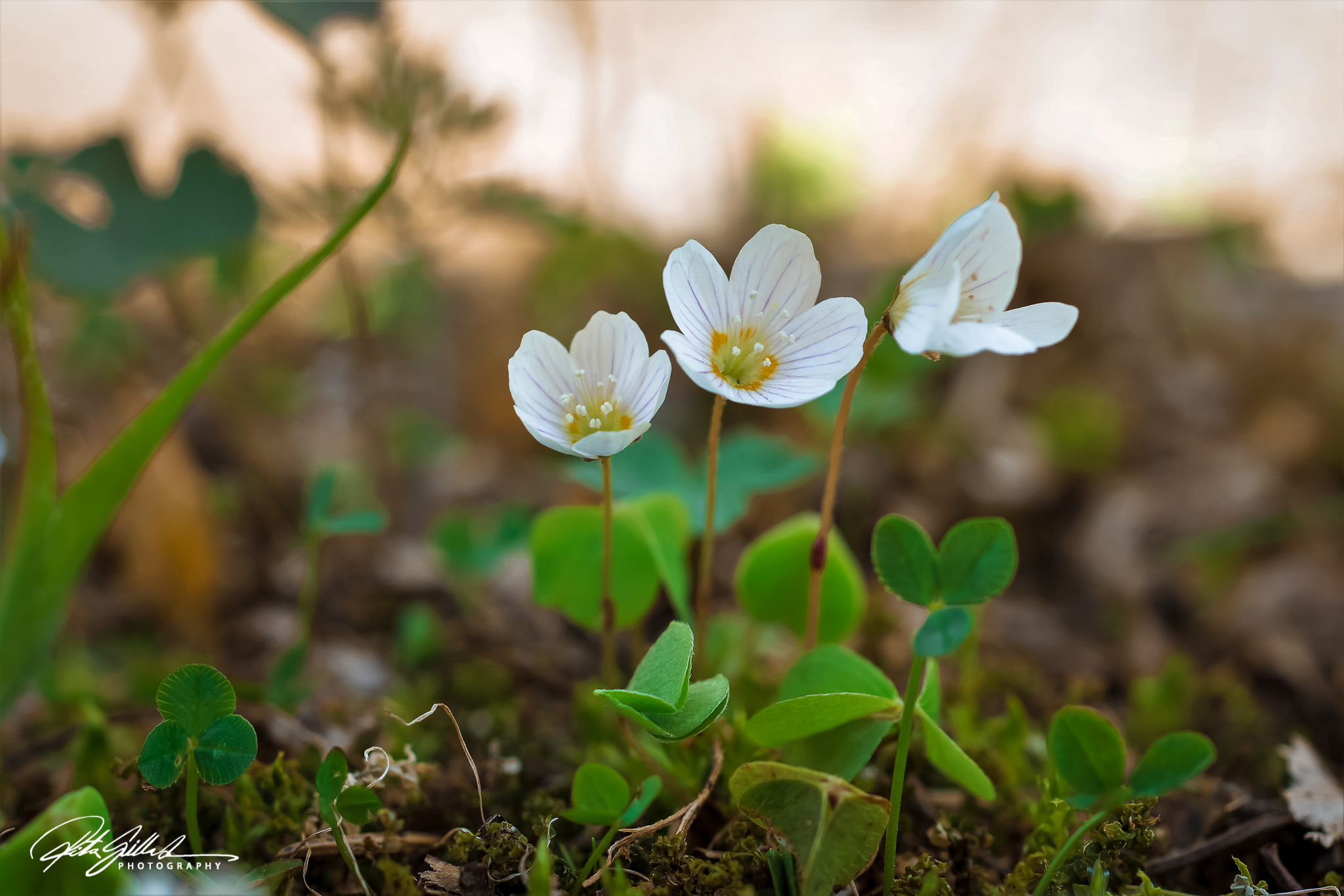 wood sorrel-4