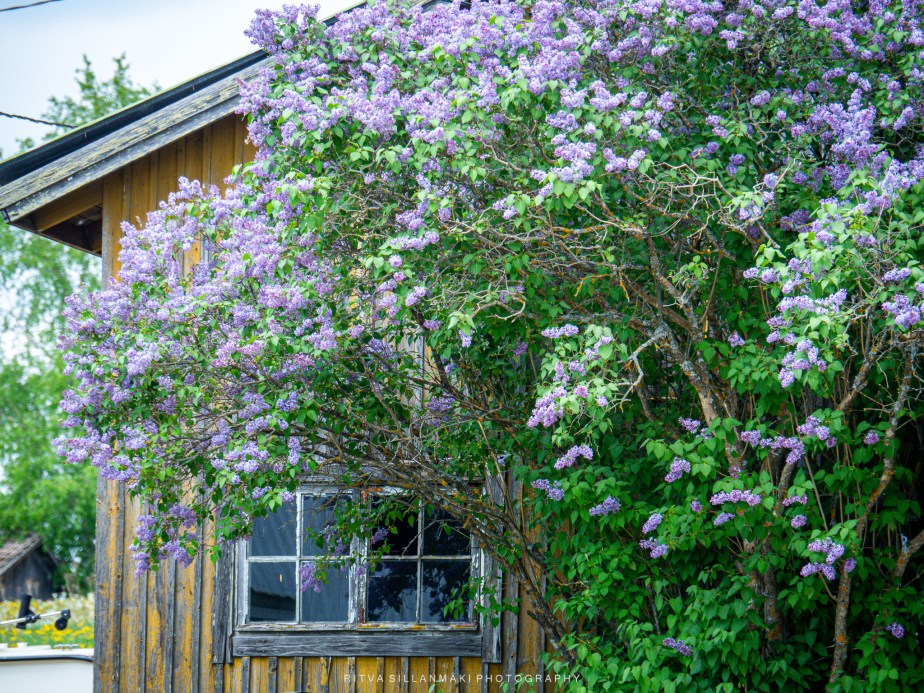 Lilacs by the&nbsp;window