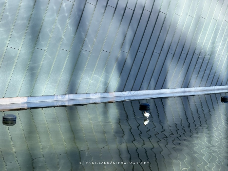 Seagulls in the&nbsp;city