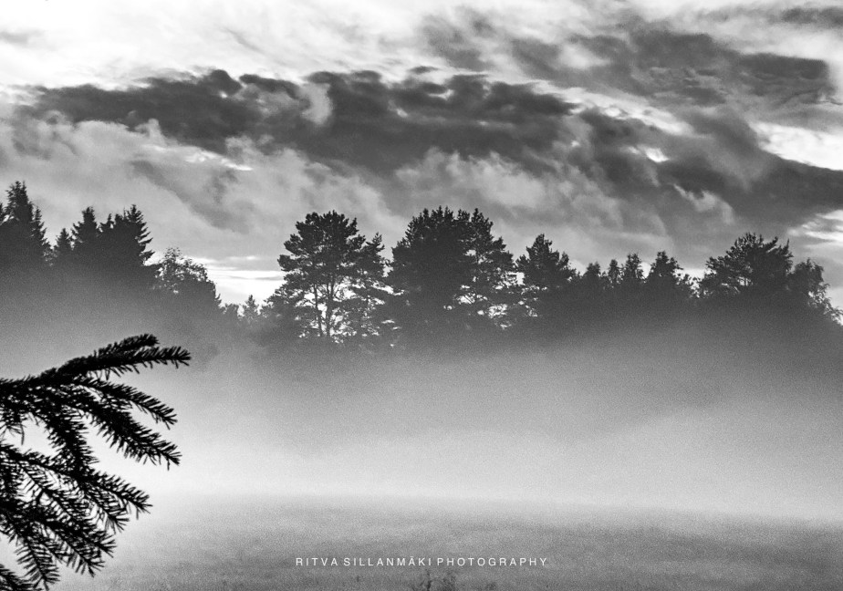 Monochrome Madness #13 –&nbsp;Trees