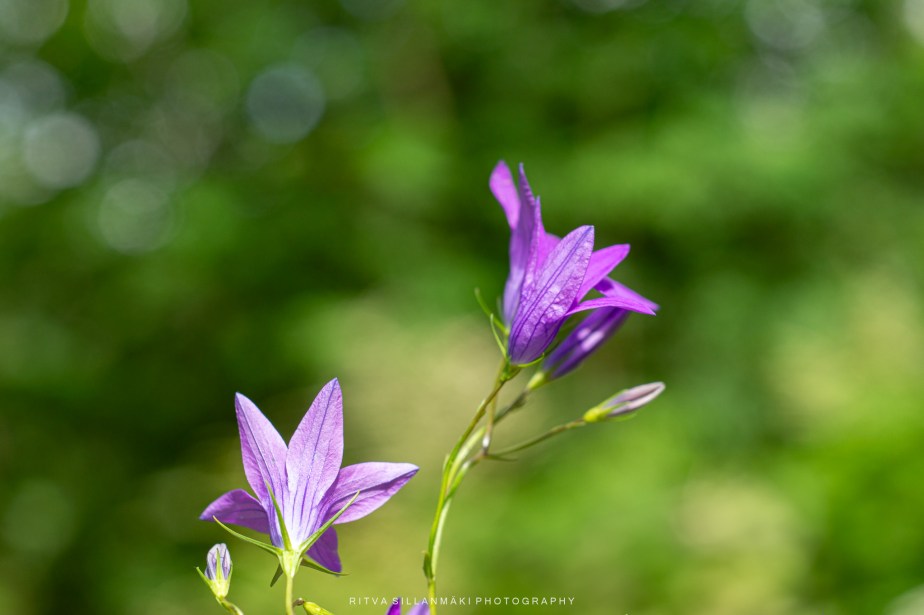 Last on the Card – June&nbsp;2024