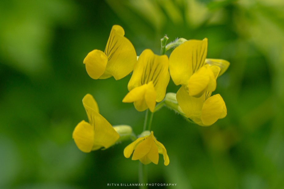 Meadow Vetchling: Glowing Yellow&nbsp;Flowers