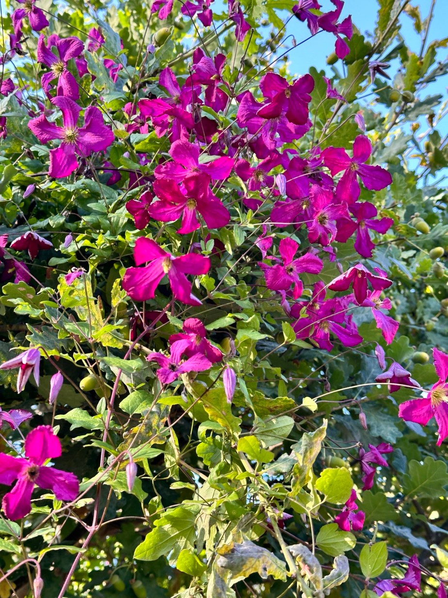 Flower of the&nbsp;day