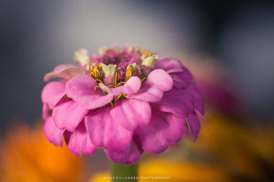 Flower of the day –&nbsp;zinnia