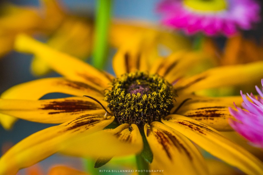 Vibrant Summer Flowers&nbsp;Eyes