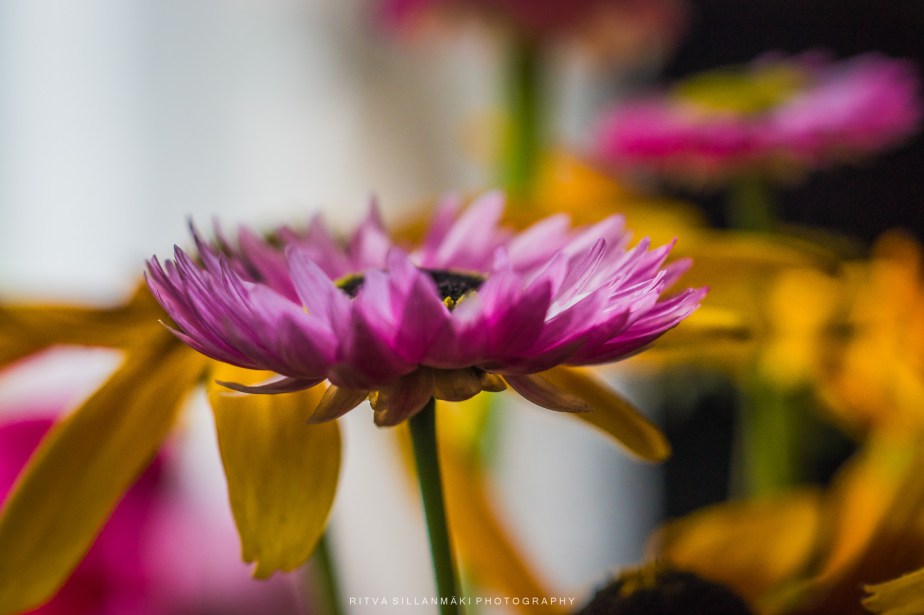 Flower of the day – pink paper&nbsp;daisy