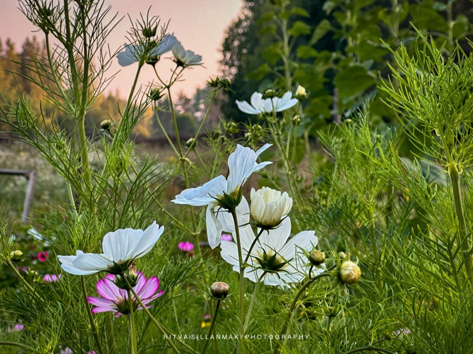 Flower of the day&nbsp;10/09/24