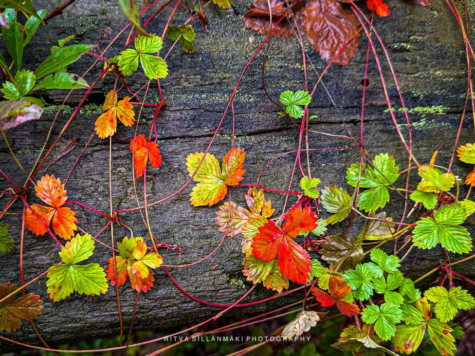 FOTD – wood strawberry 🍂&nbsp;Leaves