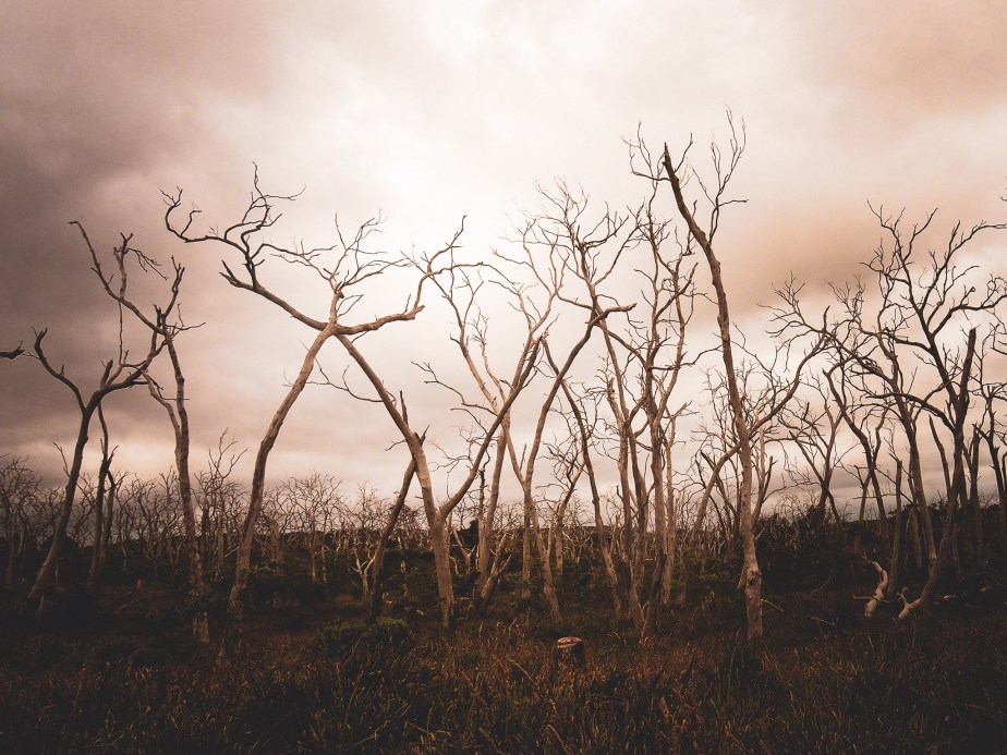 The Beauty of Eerie Monochrome&nbsp;Landscapes