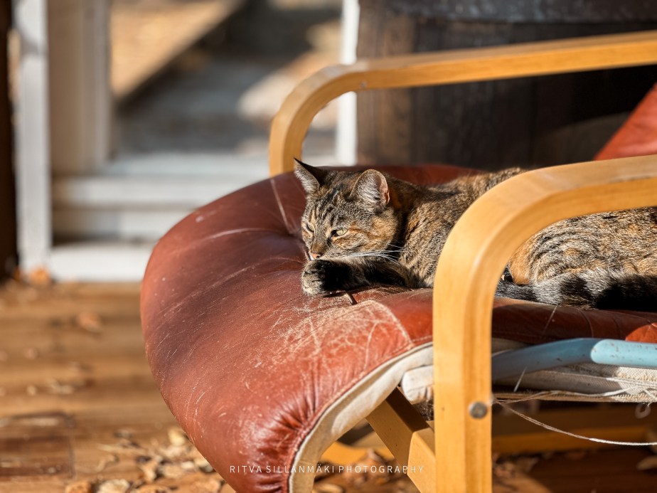 Silent sunday 22/09/24