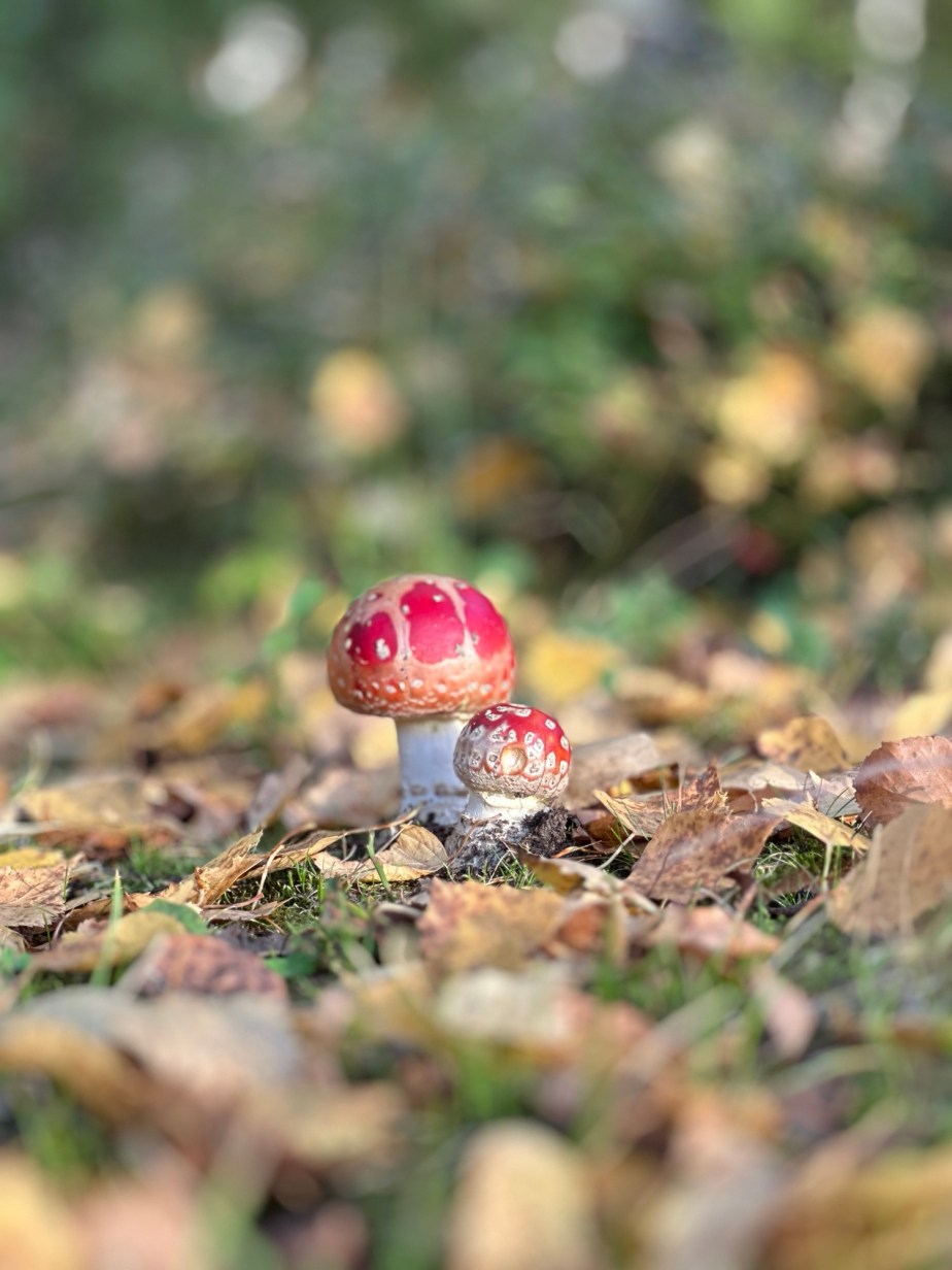 Fly agaric