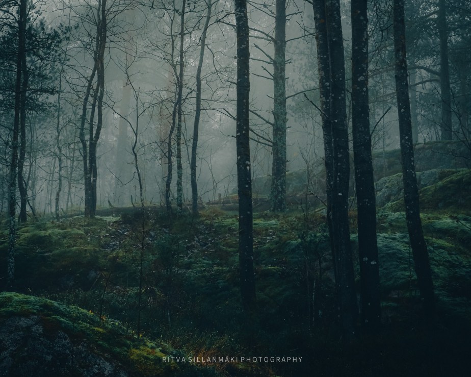 November’s Tranquil Forests