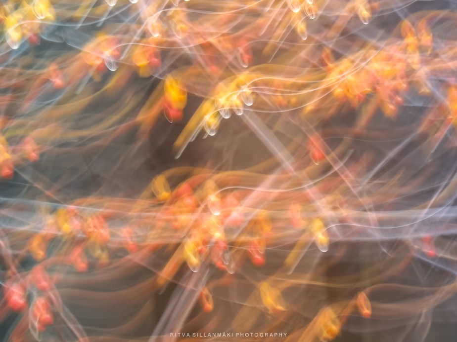 LENS ARTISTS CHALLENGE #321:&nbsp;ICM