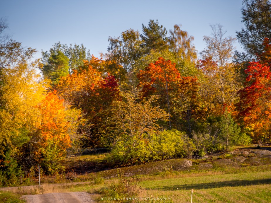Embracing Autumn: Nature’s Changing&nbsp;Colors