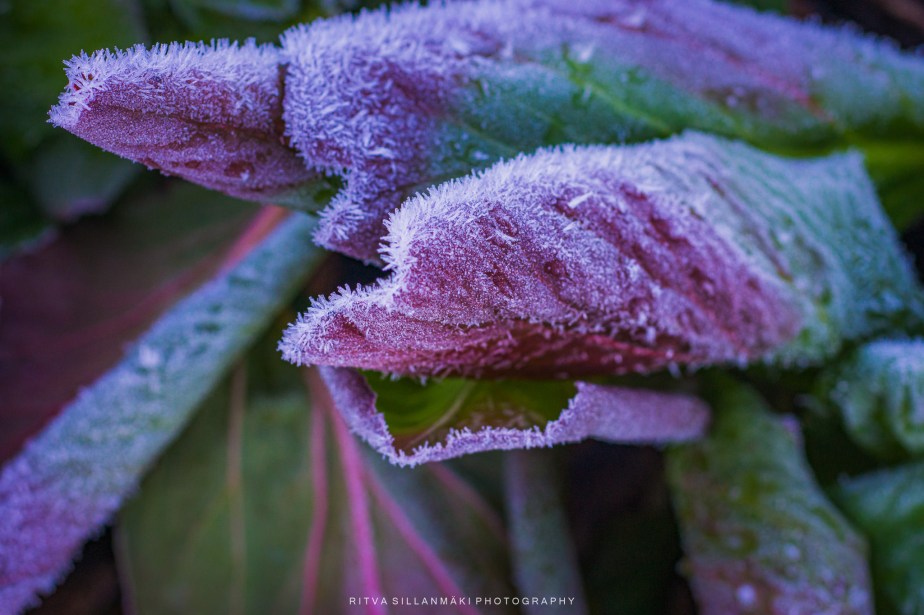 Captivating Colors of Bergenia&nbsp;Leaves